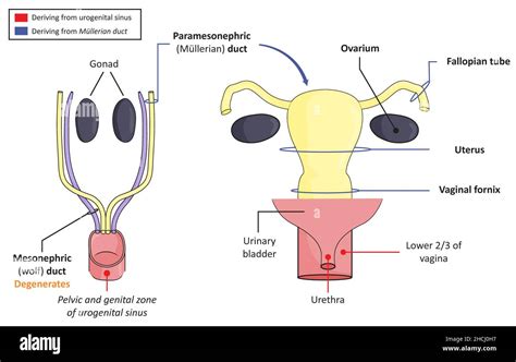 pictures of wet pussies|File : Female Genital Organs (frontal view) detailed macro.jpg